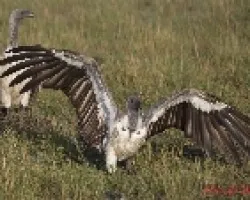 Gyps africanus