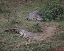 Crocodylus cataphractus