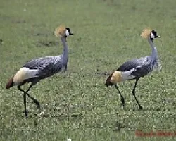 Balearica regulorum