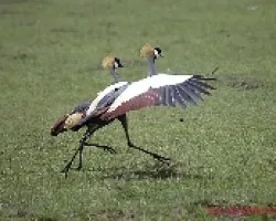 Balearica regulorum