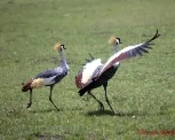 Balearica regulorum
