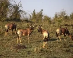 Damaliscus lunatus