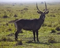 Kobus ellipsiprymnus
