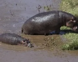 Hippopotamus amphibius