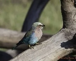 Coracias garrulus