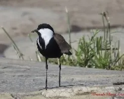 Vanellus spinosus