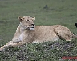 Panthera leo