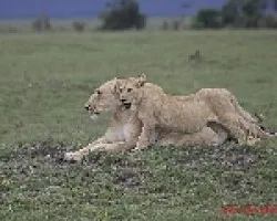 Panthera leo