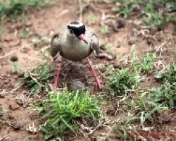 Vanellus coronatus