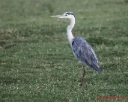 Ardea goliath