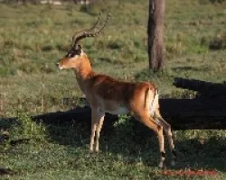 Aepyceros melampus