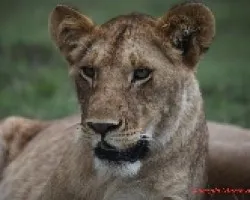 Panthera leo