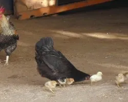 Pollitos
