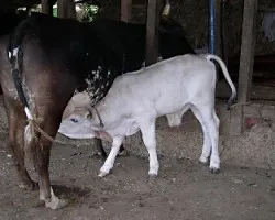 Ternero