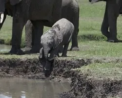 Bebe elefante