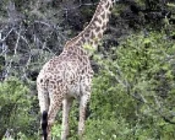 Giraffa camelopardalis