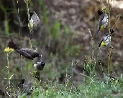 Merops pusillus
