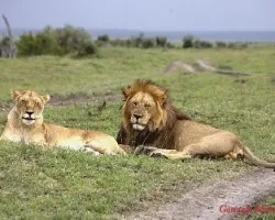 Panthera leo
