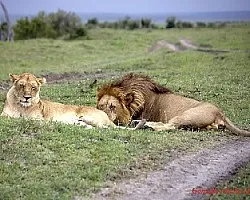 Panthera leo