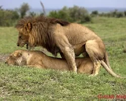 Panthera leo