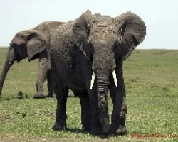 Loxodonta africana
