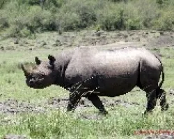 Diceros bicornis