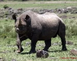 Diceros bicornis