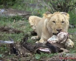 Panthera leo