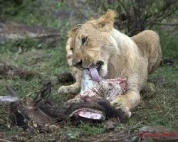 Panthera leo