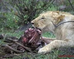 Panthera leo