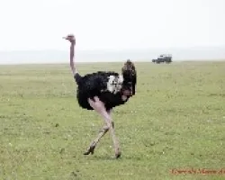 Struthio camelus