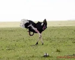 Struthio camelus