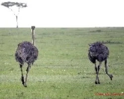 Struthio camelus