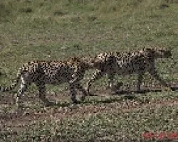 Acinonyx jubatus