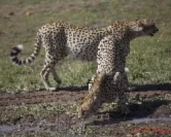 Acinonyx jubatus