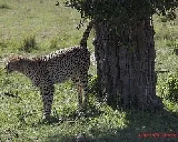 Acinonyx jubatus