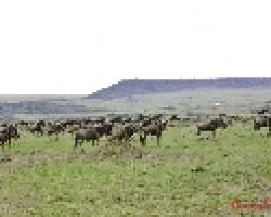 Connochaetes taurinus