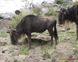 Connochaetes taurinus