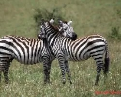 Equus quagga