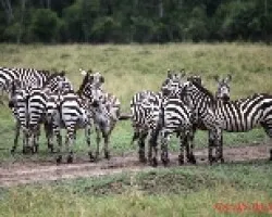 Equus quagga