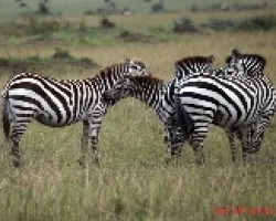 Equus quagga