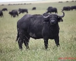 Syncerus caffer