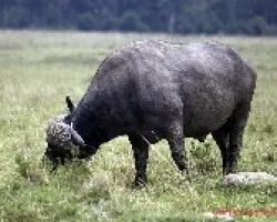 Syncerus caffer