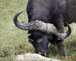 Syncerus caffer