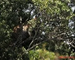 Pardus pardus
