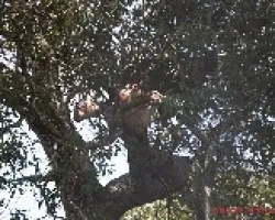 Pardus pardus