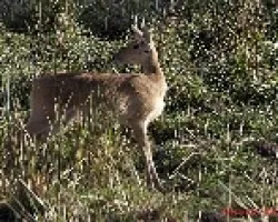 Raphicerus campestris