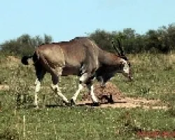Taurotragus oryx