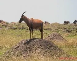 Damaliscus lunatus