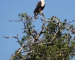 Haliaeetus vocifer (Aguila pescadora)